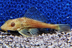 l_pleco%20goud.jpg