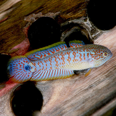 Gobies
