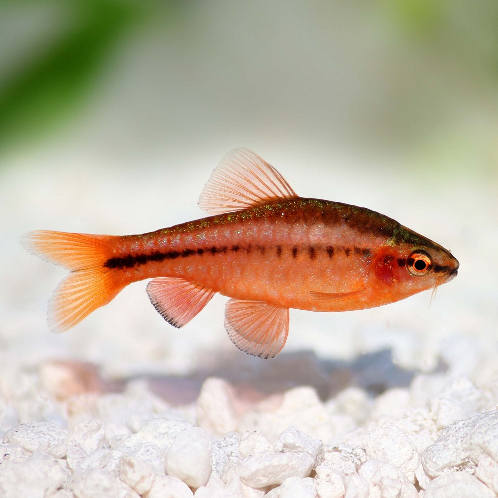 Puntius titteya 