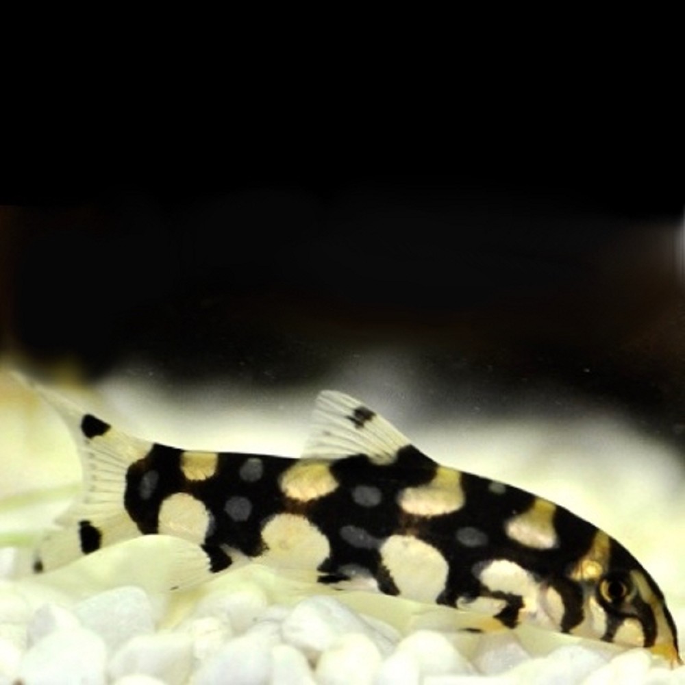 Botia Kubotai