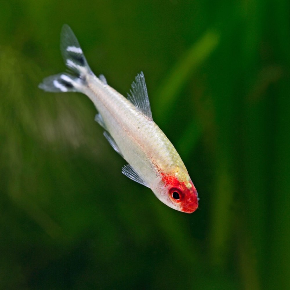 Petitella Georgia (Roodkop)