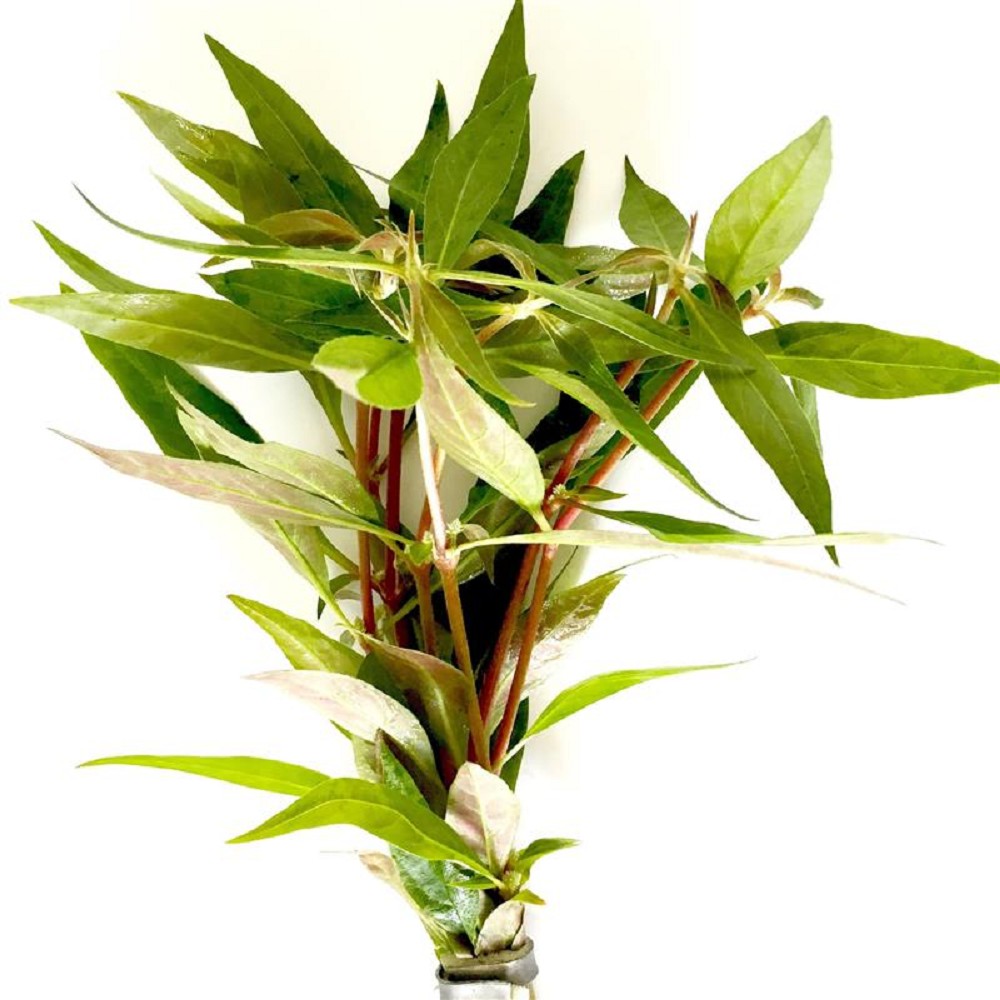 Alternanthera rosaefolia