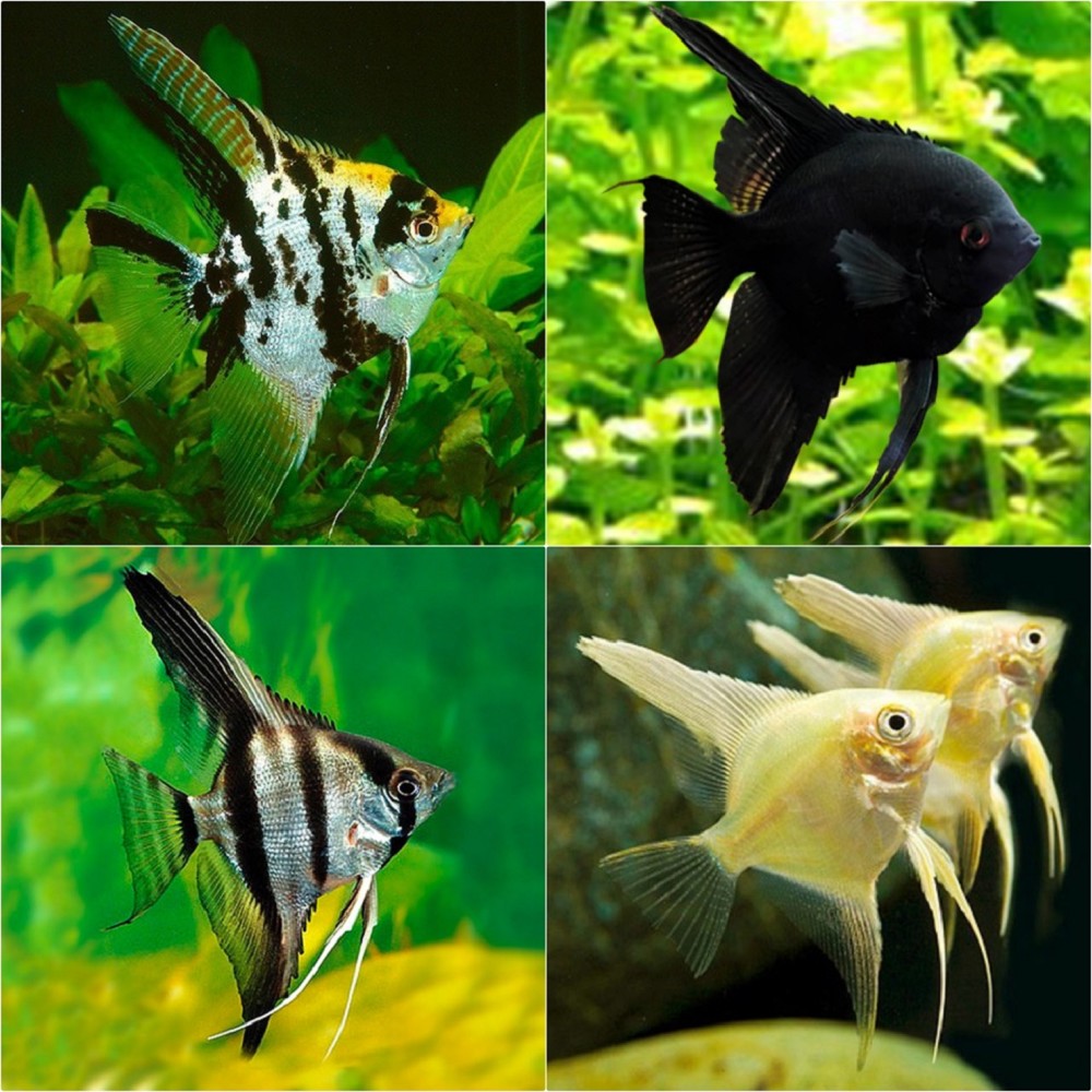 Pt.scalare Maanvis mix SM