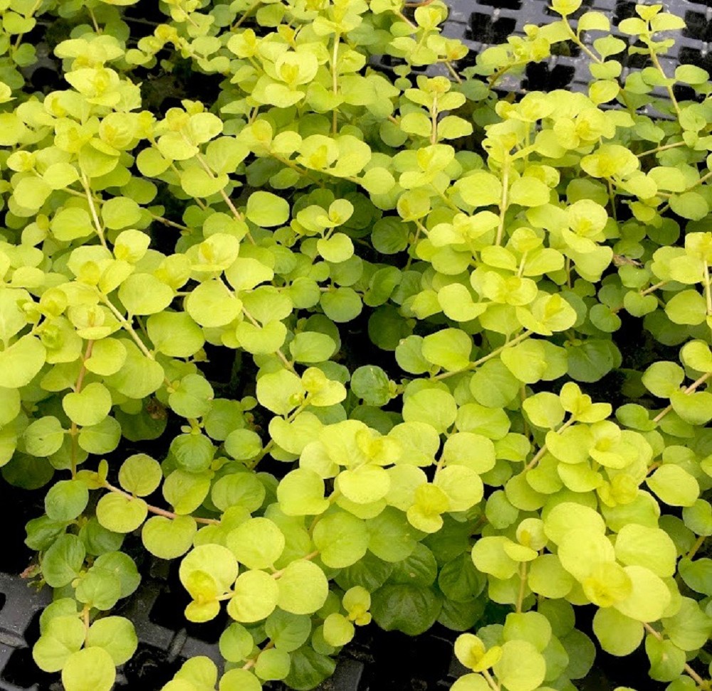 Lysimachia nummularia aurea pot - Middengrond - Jarathana