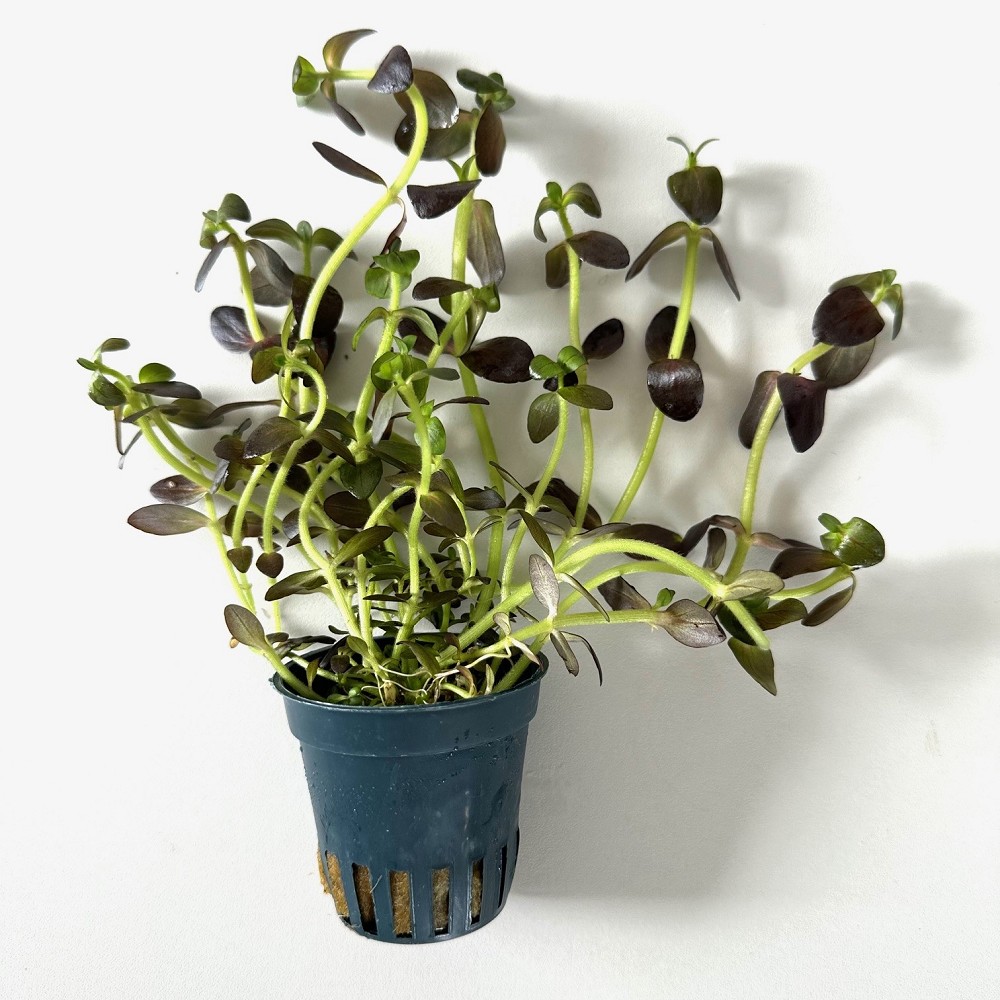 Bacopa salzmannii purple