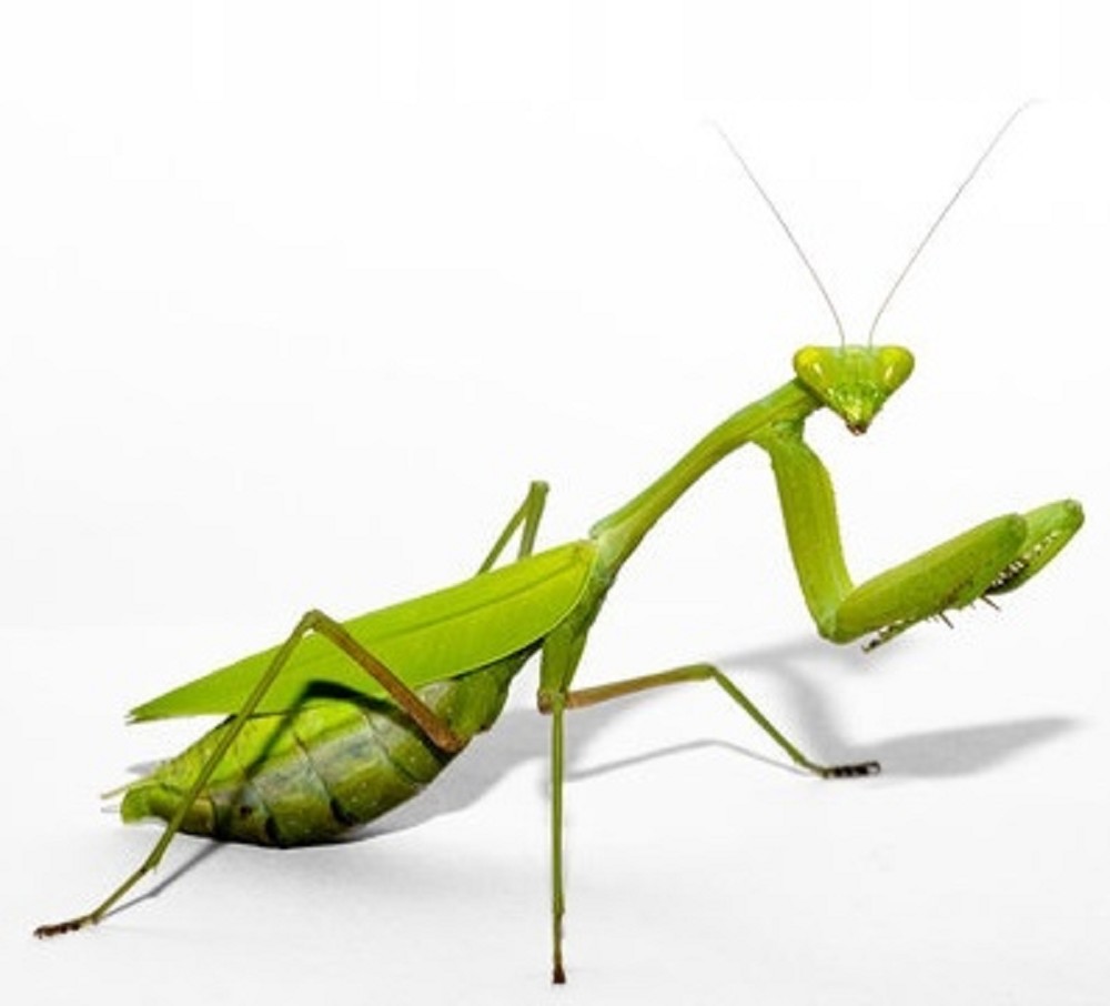 Praying Mantis Insecten Jarathana