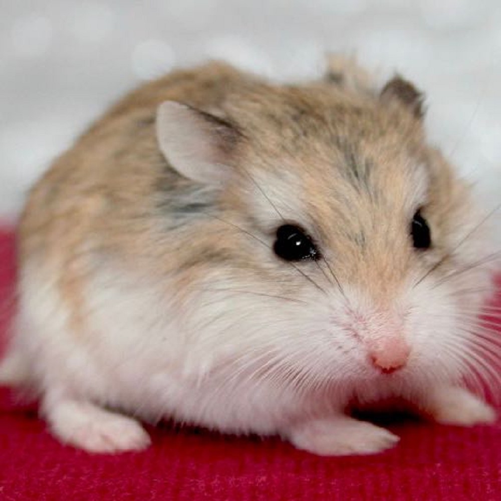 Roborovski dwarf hamster female - Hamsters -