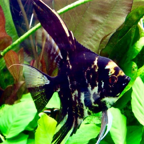 Pt.scalare   Maanvis marmer SM