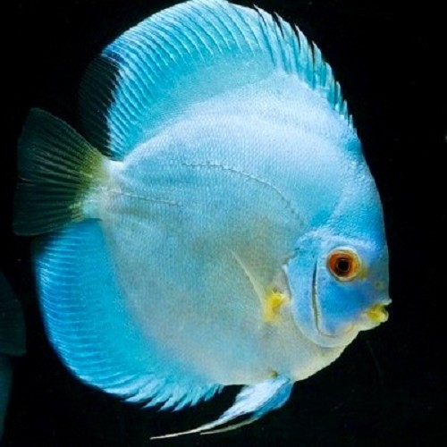 S.discus   Discus blue diamant 6-7 cm