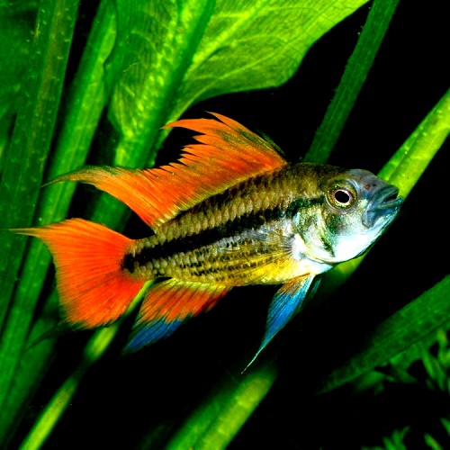 Apistogramma cacatuoides oranje ML