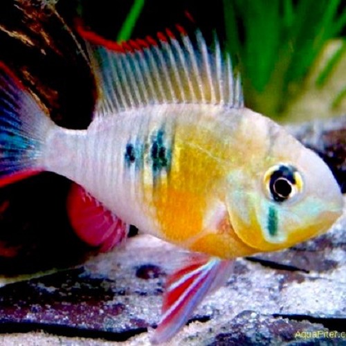 Mikrogeophagus altispinosus  M