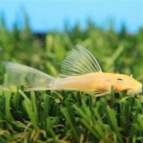 Ancistrus temminckii gold  XL