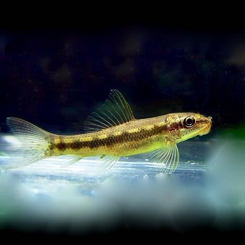 Gyrinoch.aymonieri-Siamese algeneter 5-7