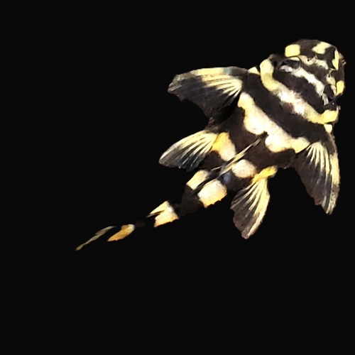 Deckeyseria pulchra L-168