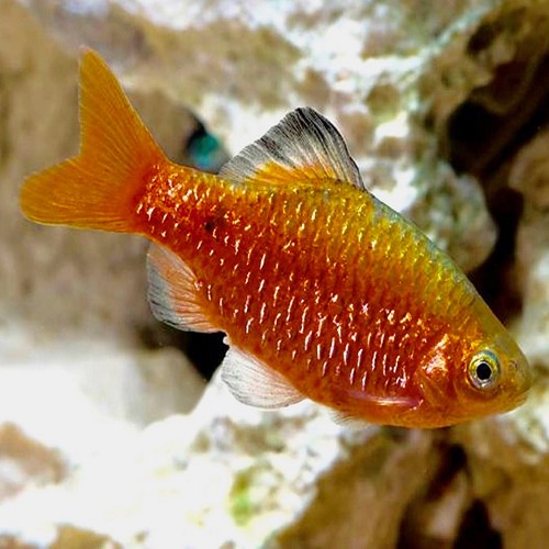 Barb.conchonius   Prachtbarbeel L