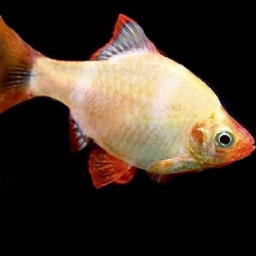 Barbus tetrazona-Albino sumatraan 2.8