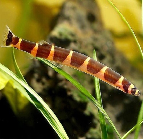 Pangio kuhli myersi   Reuzenkuhli ML