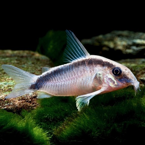 Corydoras arcuatus   Pantsermeerval