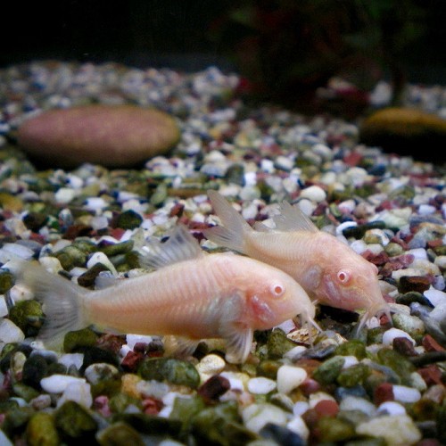 Corydoras Paleatus albino