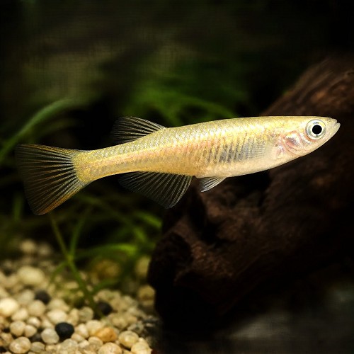 Oryzias latipes tomoki  3 cm.