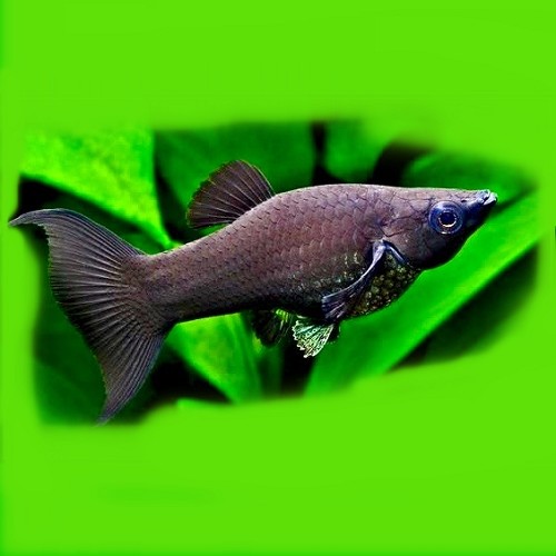Poec.sphenops  Black molly lierstaart M
