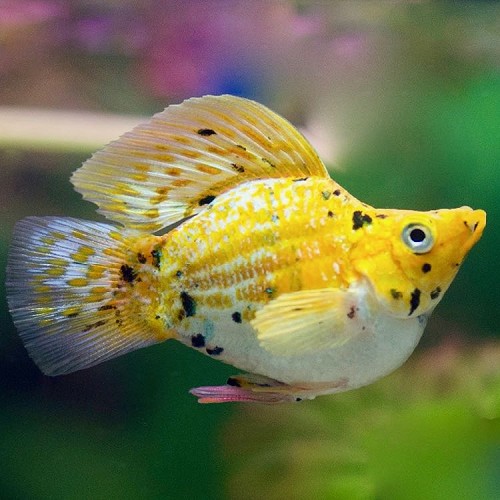 Poec.sphenops   Ballonmolly luipaard M