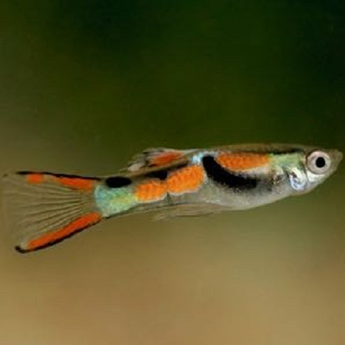Poecilia ret.   Guppy endler mix