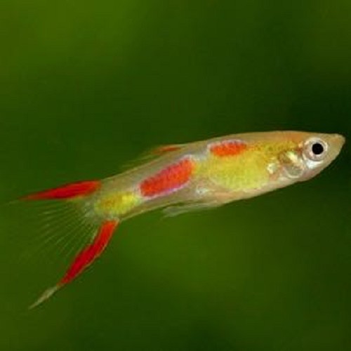 Poecilia ret.   Guppy endler blond