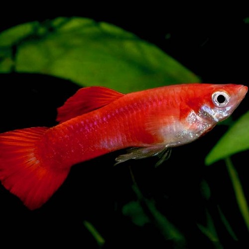 Guppy coral red XL