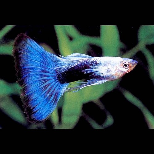 Guppy  turquoise blue tail male 3,5 cm.