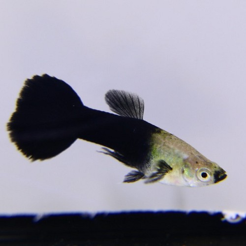 Poecilia ret.   Guppy black-silver