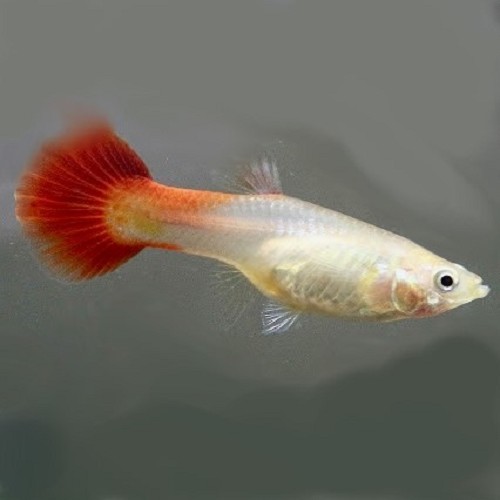 Poecilia ret.   Guppy vrouw blond XL