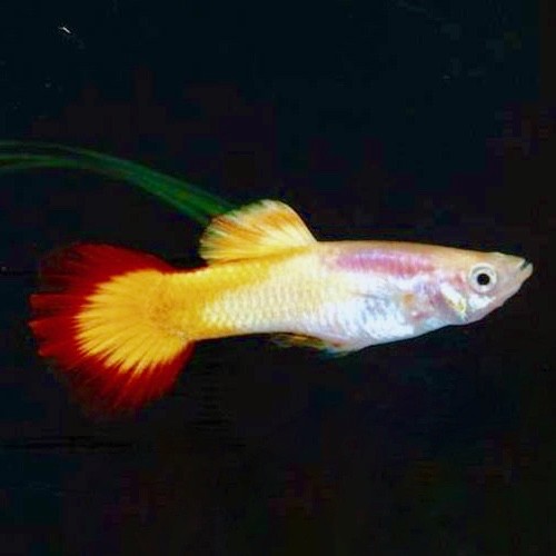 Poecilia ret.   Guppy micariff sunset M