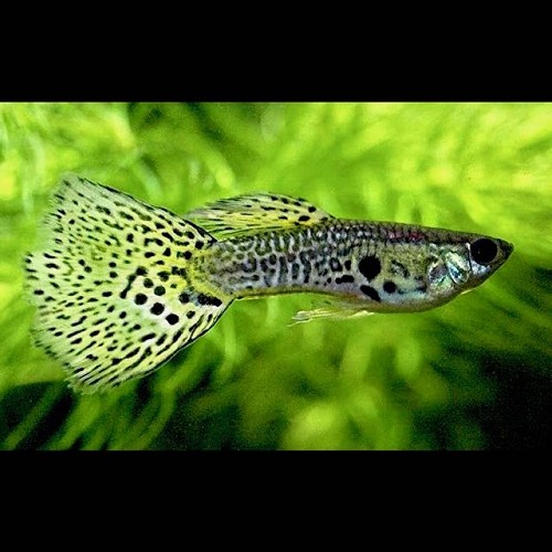 Poecilia ret.   Guppy green cobra 3,5 cm