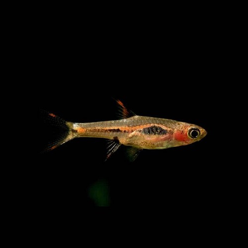 Boraras merah