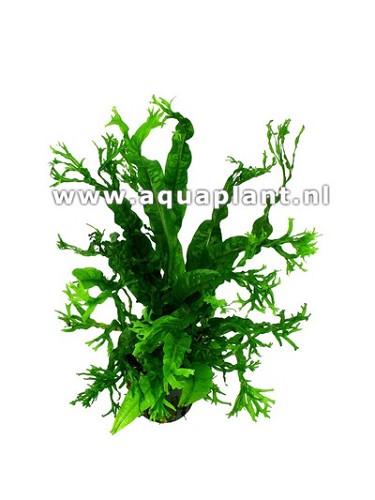 Microsorum windelov in pot  @