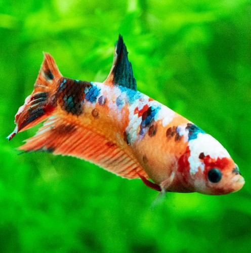 Betta splendens   Betta koi vrouw