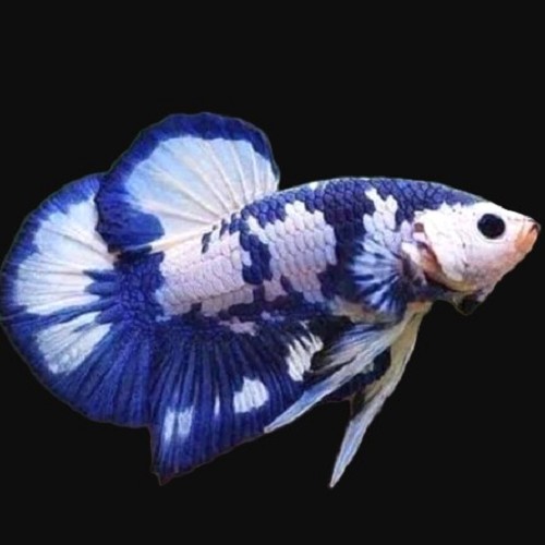 Betta splendens   Betta blue panda vrouw