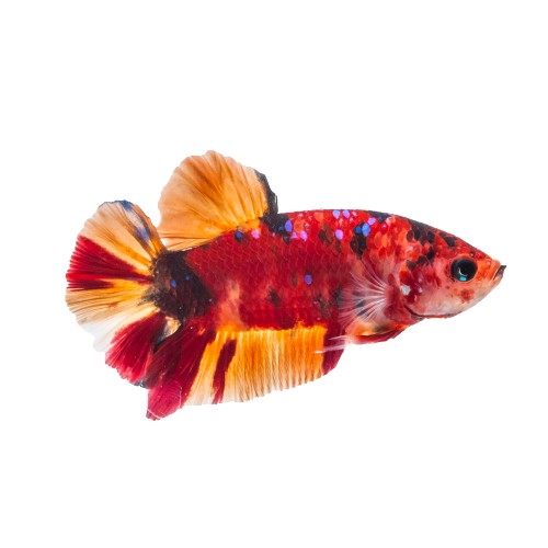 Betta splendens Koi Nemo