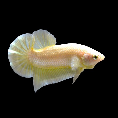 Betta Gold plakat