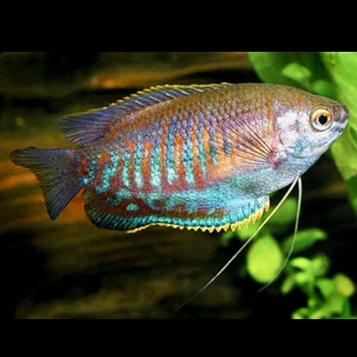 -Colisa labiosa   Diklipgourami 5 cm.