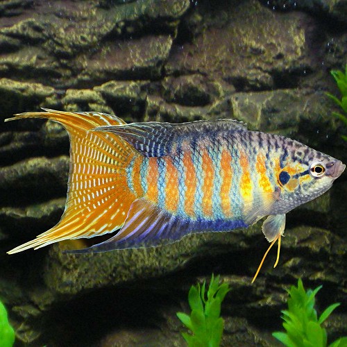 Macr.opercularis   Paradijsvis blauw