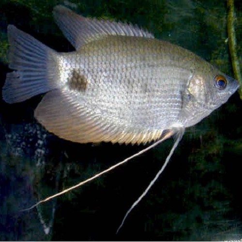 -Osphr.goramy   Reuzegourami 6-7 cm