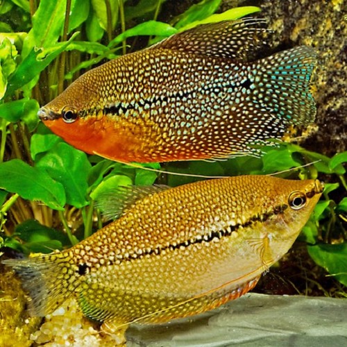 Trichogaster Leeri (Mozaiek Gourami)