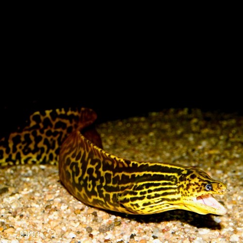 Gymnothorax polyuraodon  Luipaard murene