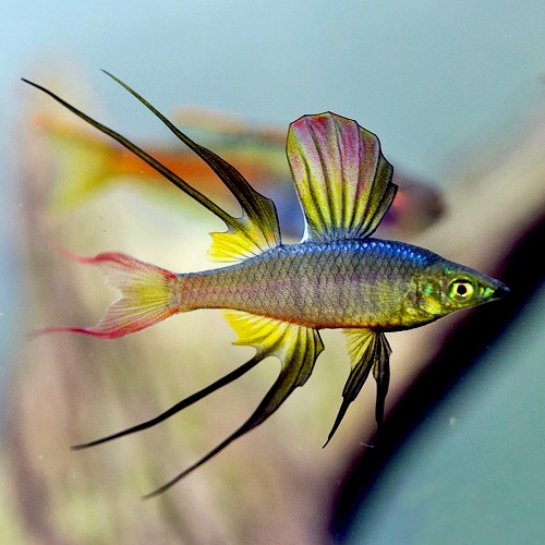 Iriatherina werneri   Regenboogzalm M