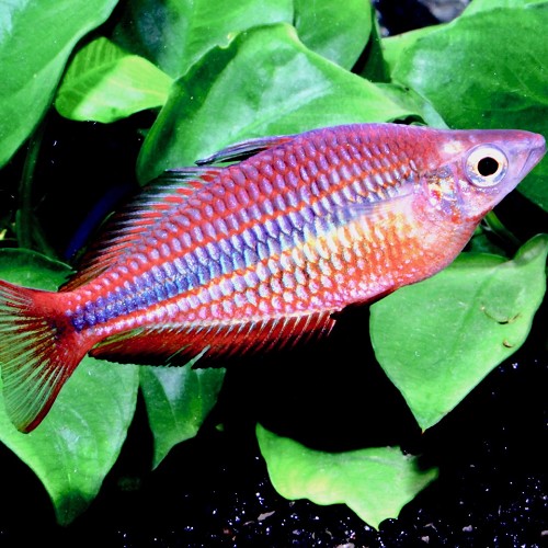 Melanot.trifasciata   Regenboogzalm M
