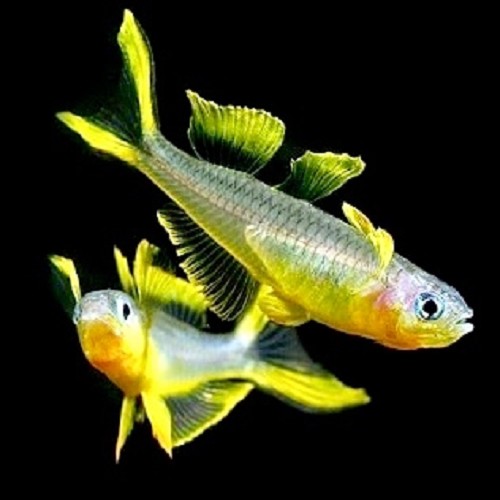 Pseudomugil furcatus  Regenboogzalm M