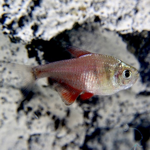 Hyphessobrycon Flammeus (Rode Rio)