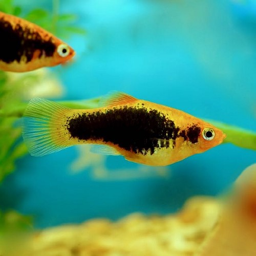 Xiph.maculatus   Platy tuxedo geel M